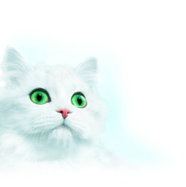 Alpina weiße Katze.